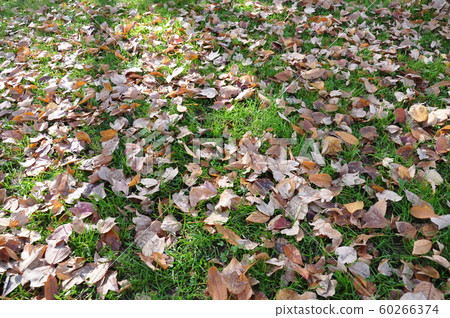 Fallen leaves on the lawn Fallen leaves on the lawn 60266374