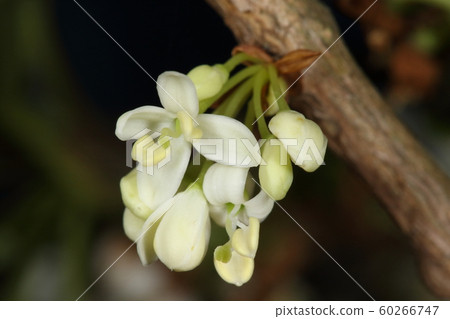 天然植物是冬青和雌花。花冠被分成四個雄蕊，一長雌蕊從中間突出。 60266747
