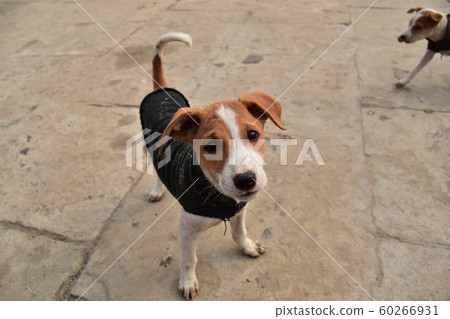 A puppy living in a ghat along the Ganges River, a world heritage site in India, a cute figure wearing a sweater 60266931
