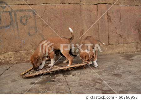 Strolls of cute puppies of stray dogs living in a ghat along the Ganges River in Varanasi, India 60266958
