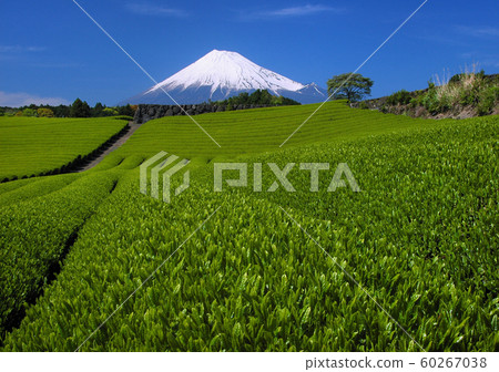 Tea plantation and Mt.Fuji-3257 60267038