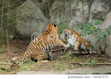 老虎打公母虎 60267275