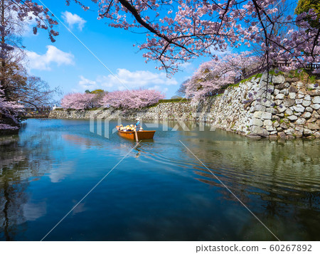 Himeji Castle cherry blossom and Japanese boat Himeji Castle cherry blossom and Japanese boat 60267892