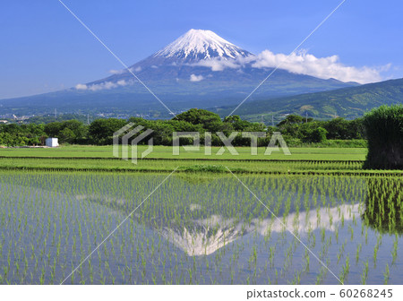 稻田和富士山3912 60268245
