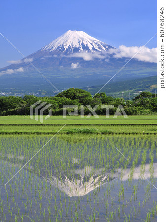 稻田和富士山3913 稻田和富士山3913 60268246