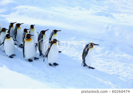 King penguin walk King penguin walk 60268474