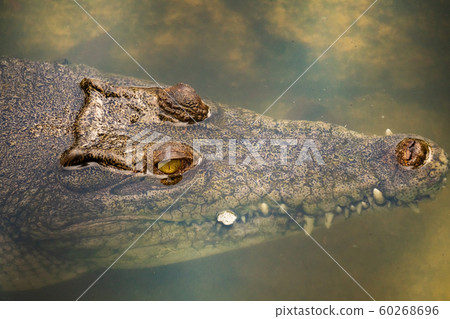 Crocodiles in the water taken close-up Crocodiles in the water taken close-up 60268696