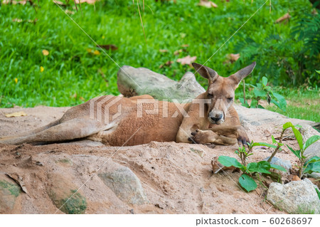 Kangaroos sleep in the forest. Kangaroos sleep in the forest. 60268697