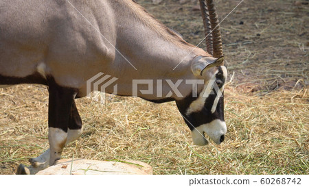 Gemsbok, Onyx gazelle,dominant Gemsbok antelope Gemsbok, Onyx gazelle,dominant Gemsbok antelope 60268742