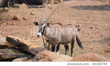Gemsbok, Onyx gazelle,dominant Gemsbok antelope 60268743
