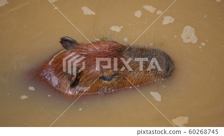Capybara (Hydrochoerus hydrochaeris) is large 60268745
