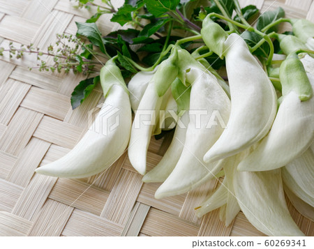 Agasta,Sesban, Vegetable Humming bird, 60269341
