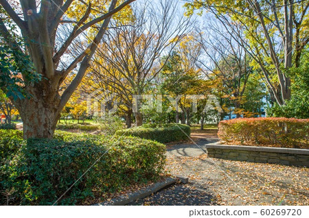 After noon in December Autumn and winter landscape in Kukishobu Park, Saitama Prefecture After noon in December Autumn and winter landscape in Kukishobu Park, Saitama Prefecture 60269720