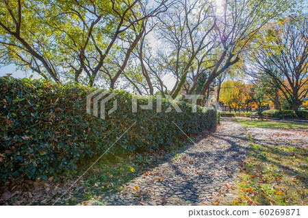 12月中午之後,Sa玉縣久喜城市公園的秋葉和陰影對稱 12月中午之後,Sa玉縣久喜城市公園的秋葉和陰影對稱 60269871