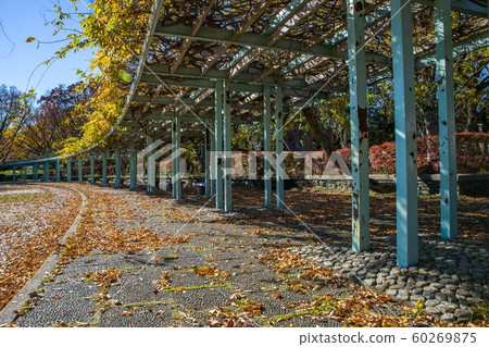 12月中午之後,Sa玉縣久喜生部公園的秋葉和落葉 12月中午之後,Sa玉縣久喜生部公園的秋葉和落葉 60269875
