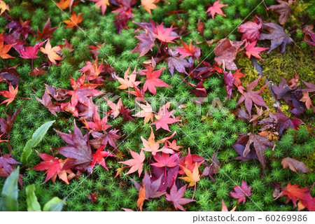Isolated leaves 60269986