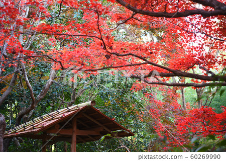 Isolated leaves Isolated leaves 60269990
