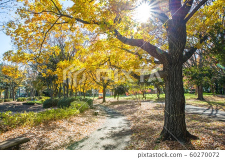 12月中午之後，秋冬黃色在yellow玉縣久喜莊公園留下桔梗和太陽 60270072