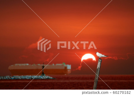 bird standing on bamboo on the sea and blur cargo 60270182