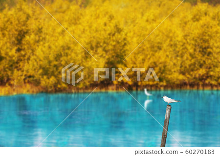 bird standing on bamboo in lake and autumn season bird standing on bamboo in lake and autumn season 60270183