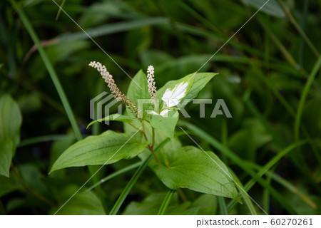 半夏學生初夏夏至圖像 60270261