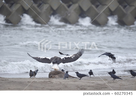 Steller's sea eagle and crows (Hokkaido) 60270345