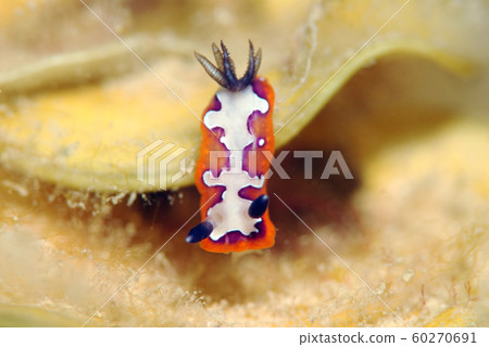 Nuushi Nuushi 60270691