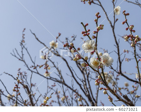 white plum blossom white plum blossom 60271021