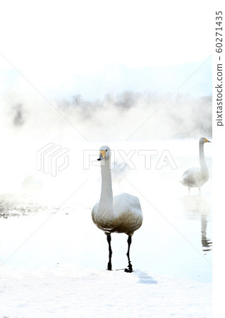 Swan of Lake Kussharo Lake Swan of Lake Kussharo Lake 60271435