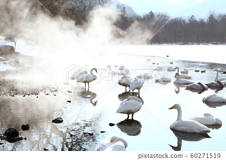 Lake Kussharo Swan 60271519