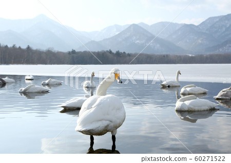 Lake Kussharo Swan 60271522