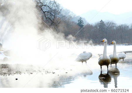Lake Kussharo Swan Lake Kussharo Swan 60271524