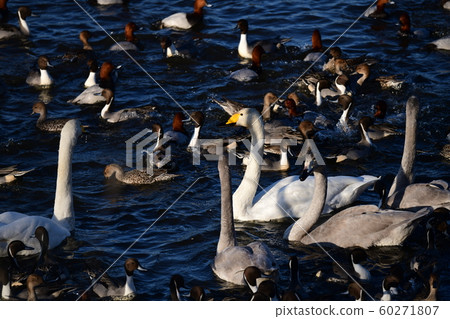 Crowded, whooper swan, ducks, chiba, winter 2019 Crowded, whooper swan, ducks, chiba, winter 2019 60271807
