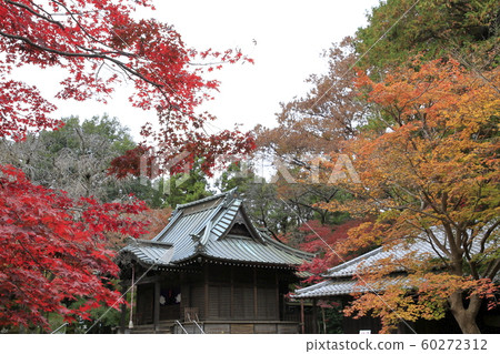 rin林寺（Sa玉縣）的秋葉 60272312