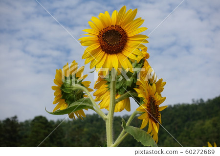Sunflower in full bloom 60272689