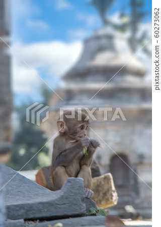 Monkeys in Pashupatinath Monkeys in Pashupatinath 60273062