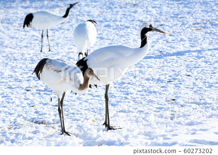 Red-crowned crane in winter Red-crowned crane in winter 60273202