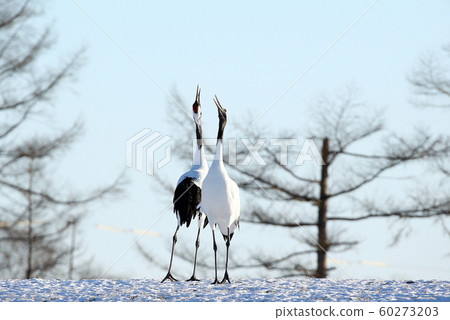 Winter crane 60273203