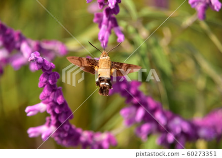 霍賈克在墨西哥灌木叢上徘徊時吮吸花蜜 霍賈克在墨西哥灌木叢上徘徊時吮吸花蜜 60273351