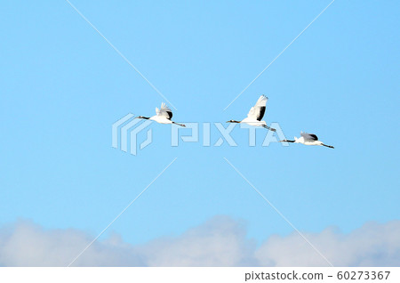 Tongue butterfly 60273367