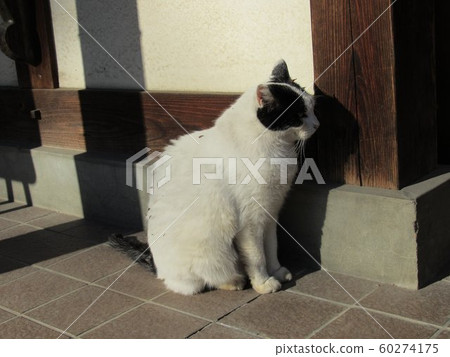 Cat playing in the sun 60274175