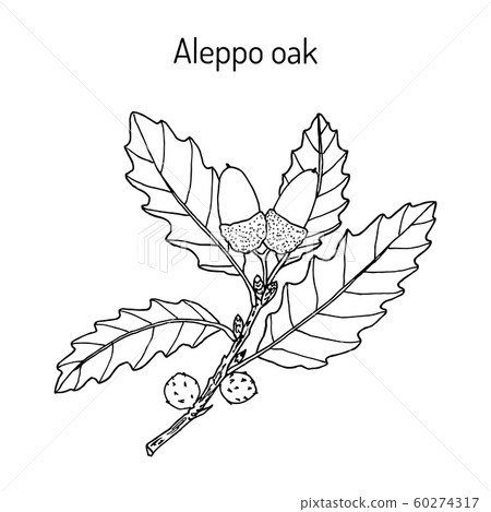 Aleppo oak Quercus infectoria , medicinal plant 60274317