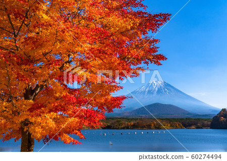 《山梨縣》富士山和秋葉，日本秋天 60274494