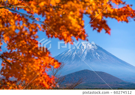 《Yamanashi Prefecture》Mt. Fuji and autumn leaves, autumn in Japan 《Yamanashi Prefecture》Mt. Fuji and autumn leaves, autumn in Japan 60274512