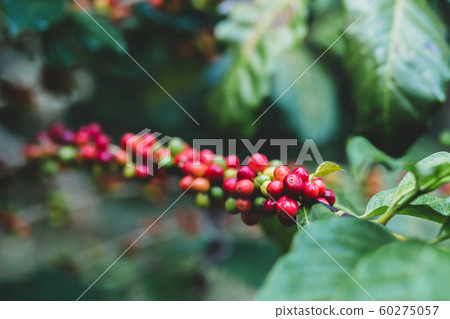 Coffee tree with ripe berries with dew drop in coffee plantation farm. 60275057