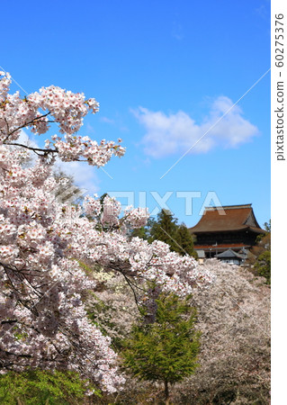 Yoshinoyama Sakura 60275376