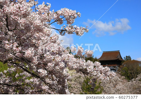 Yoshinoyama Sakura 60275377