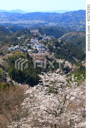 Yoshinoyama Sakura Yoshinoyama Sakura 60276391