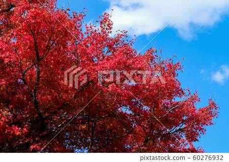 selective focus full colour of leaves in the forest. selective focus full colour of leaves in the forest. 60276932