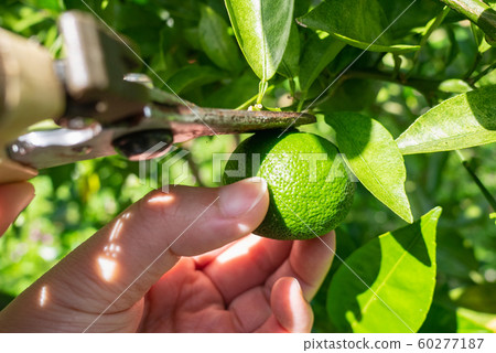 Special product of Tokushima prefecture Sudachi... - Stock Photo [60277187]  - PIXTA